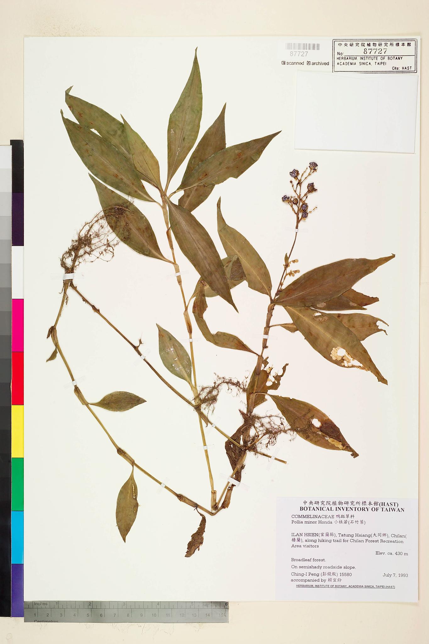 Sample image for viewer