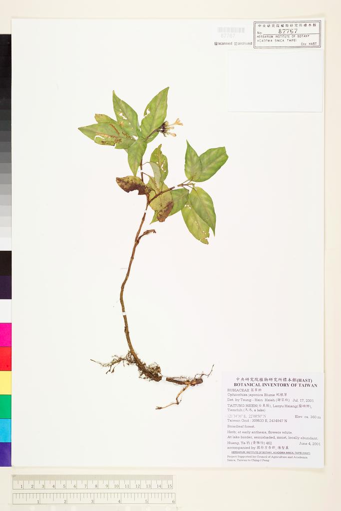 <Unit #36878 Huang, Ya-Yi | 黃雅怡 | 462:: | Ophiorrhiza japonica Blume>
