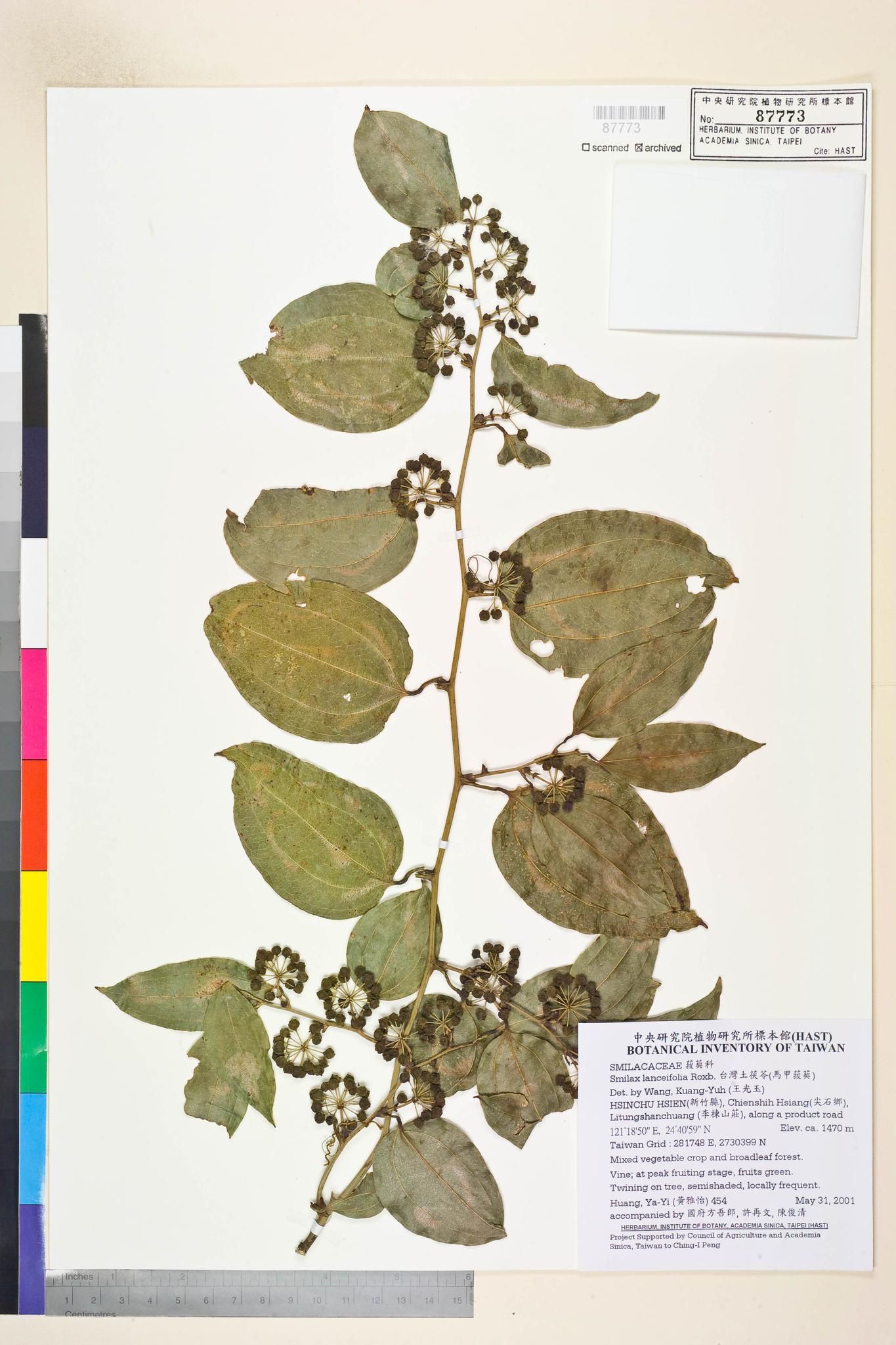 Sample image for viewer