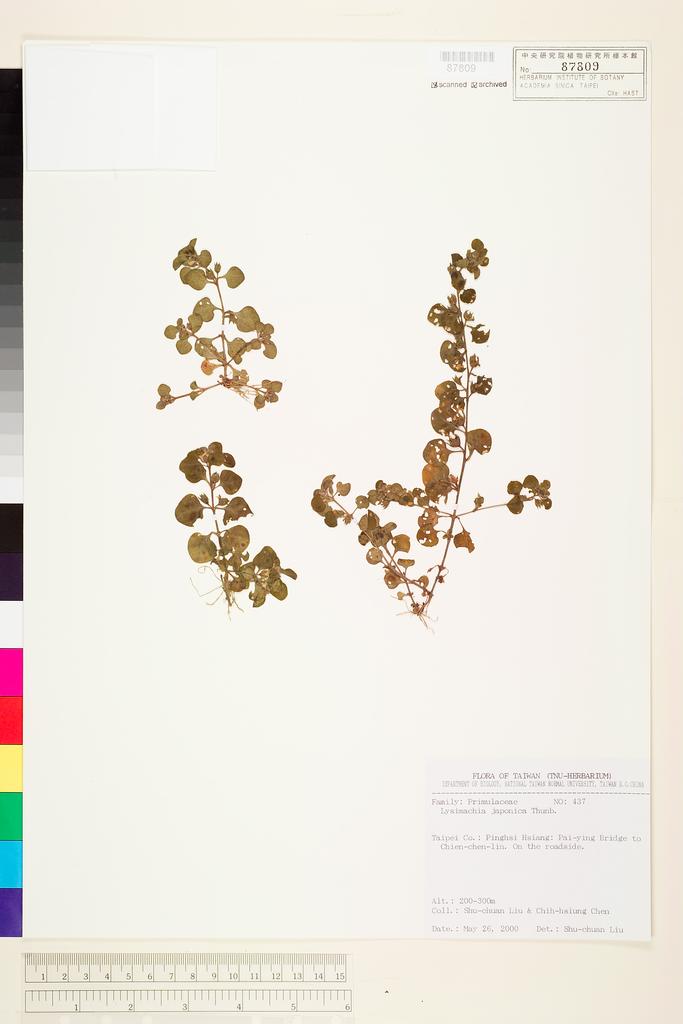 <Unit #70167 Liu, Shu-Chuan | 劉淑娟 | 437:: | Lysimachia japonica Thunb.>