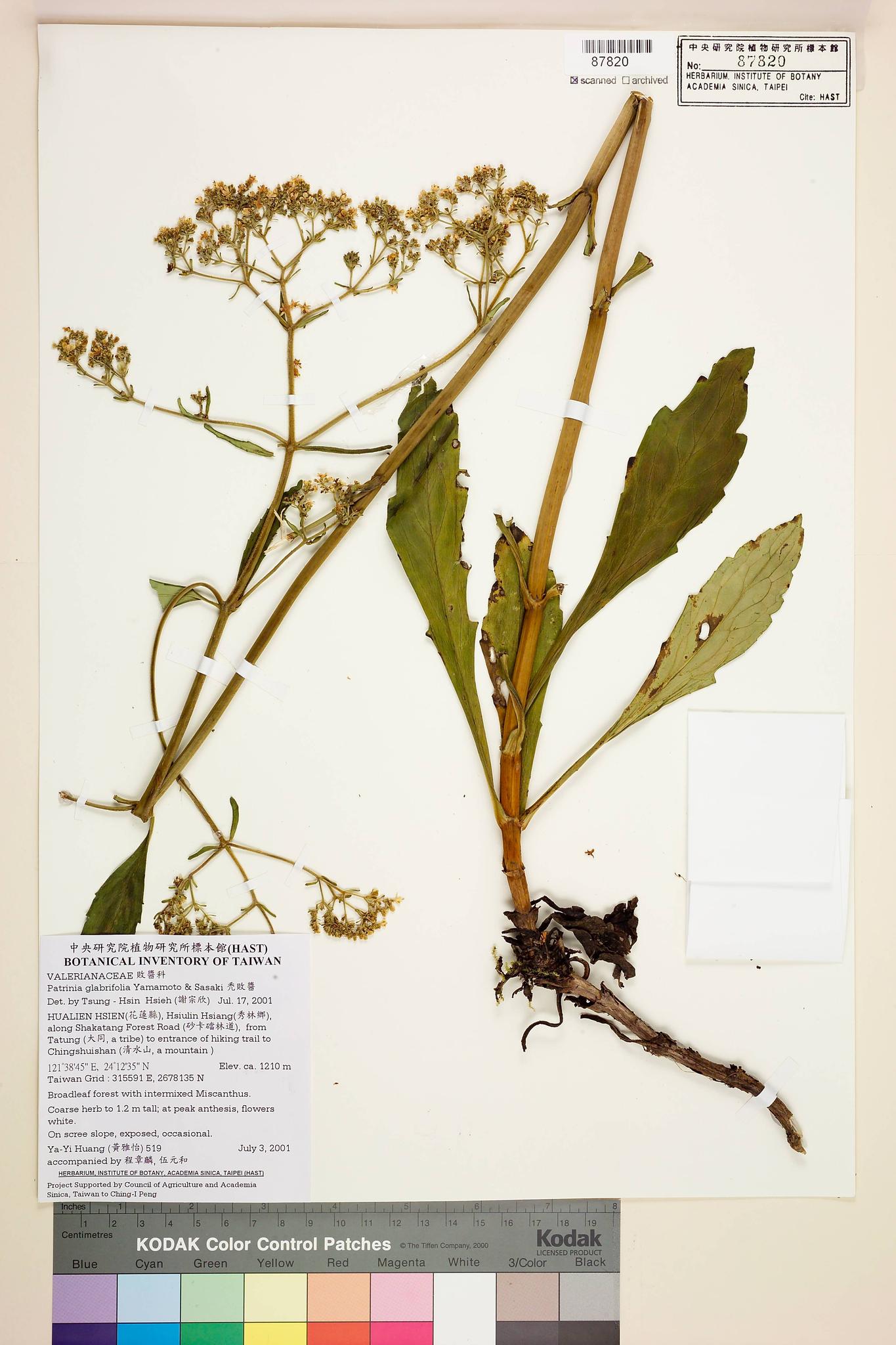 Sample image for viewer