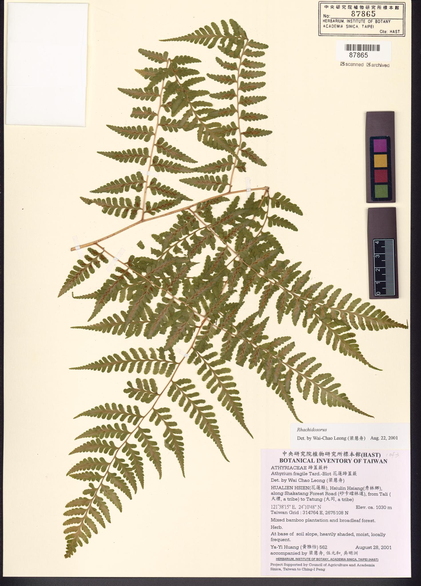 Sample image for viewer