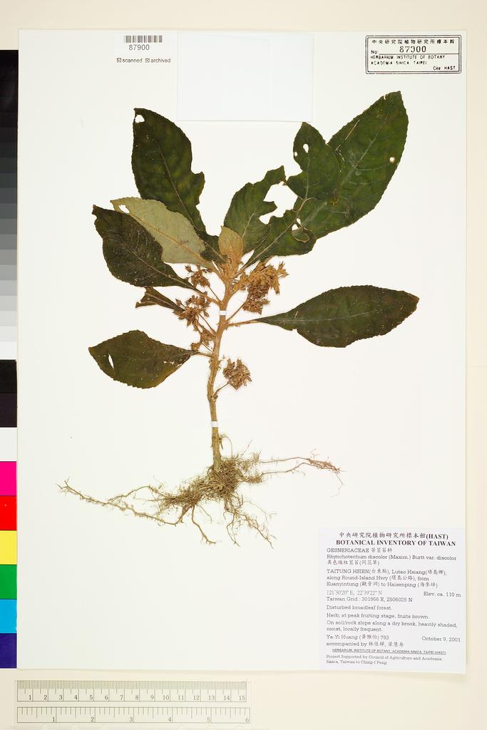 <Unit #38372 Huang, Ya-Yi | 黃雅怡 | 793:: | Rhynchotechum discolor (Maxim.) B. L. Burtt>