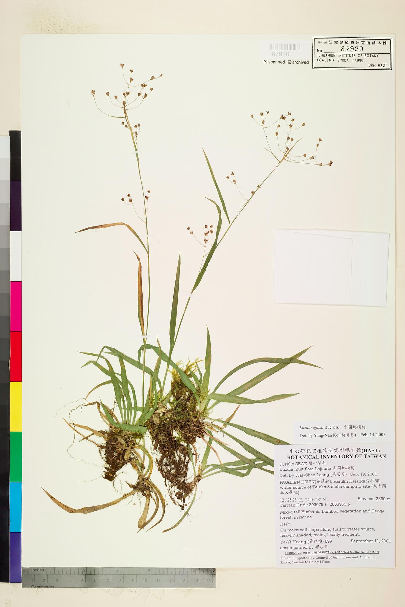 Sample image for viewer