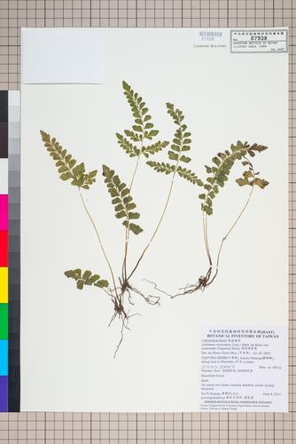 Lindsaea orbiculata (Lam.) Mett. ex Kuhn var. commixta (Tagawa) W. C. Shieh