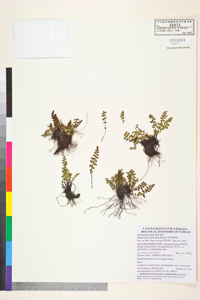<Unit #37089 Huang, Ya-Yi | 黃雅怡 | 598:: | Asplenium pekinense Hance>