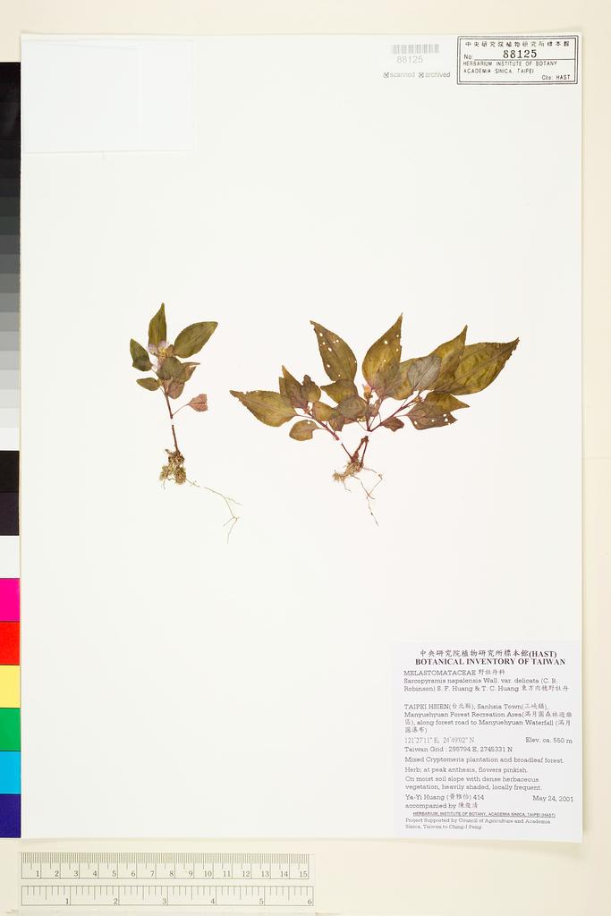 <Unit #37001 Huang, Ya-Yi | 黃雅怡 | 414:: | Sarcopyramis napalensis Wall. var. delicata (C. B. Robinson) S. F. Huang & T. C. Huang>