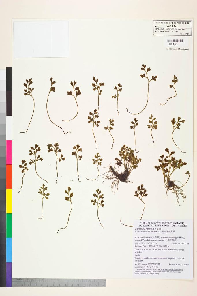 <Unit #35176 Huang, Ya-Yi | 黃雅怡 | 704:: | Asplenium ruta-muraria L.>