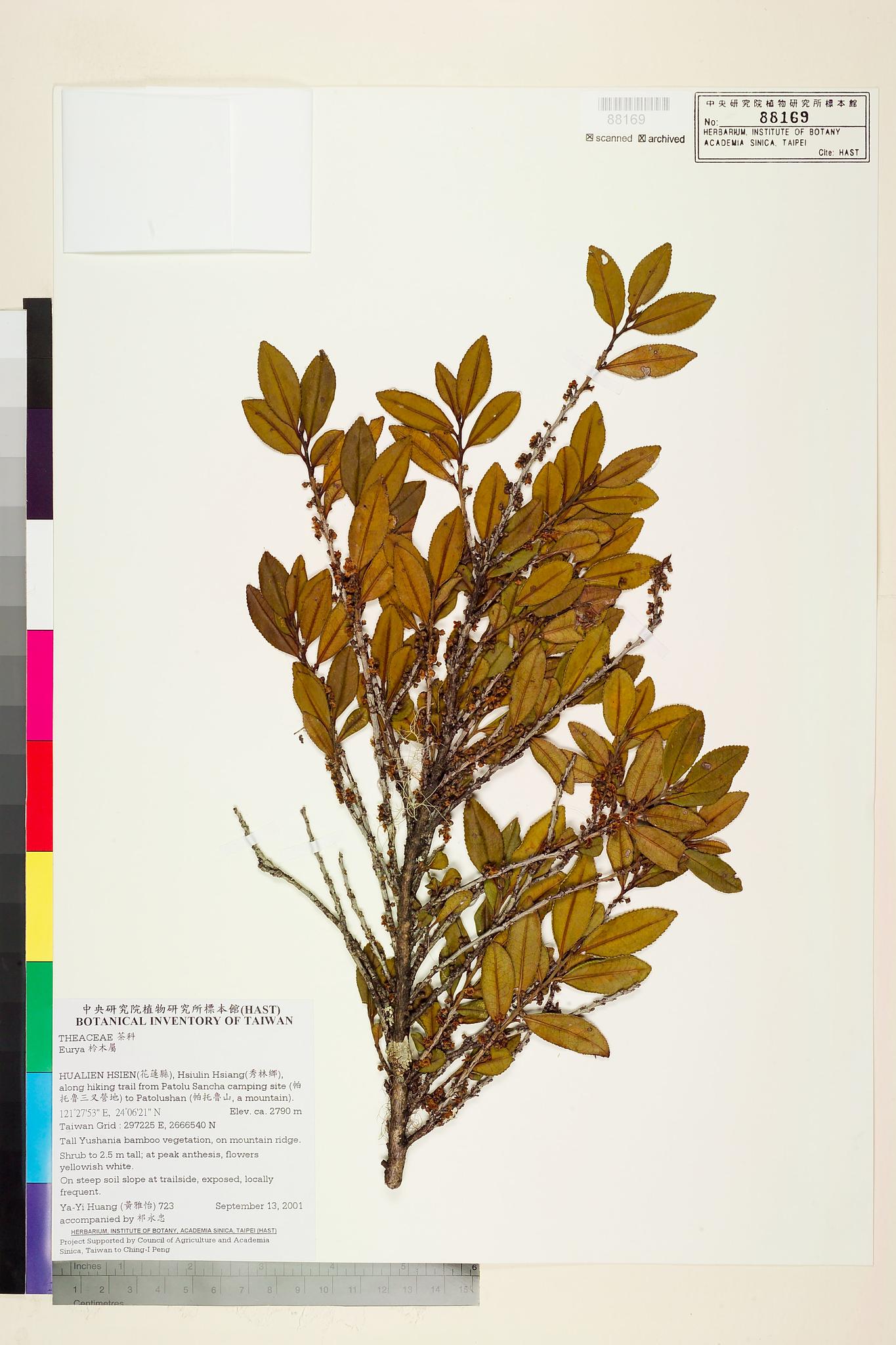 Sample image for viewer