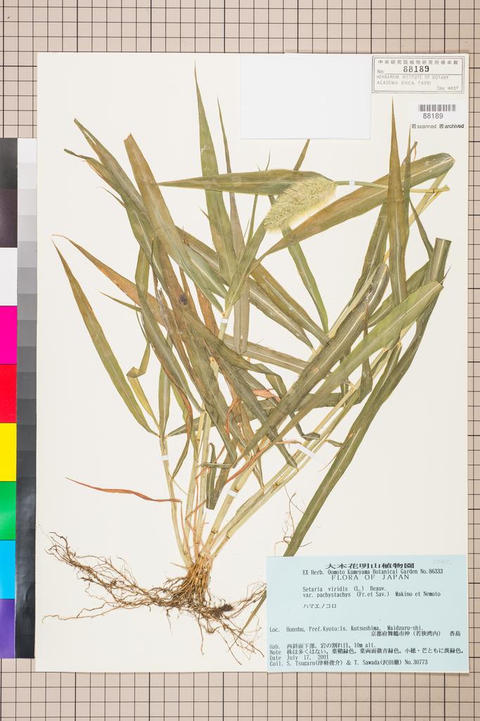 <Unit #115301 Tsugaru, S. | 津軽俊介 | 30773:: | Setaria viridis (L.) P. Beauv. var. pachystachys (Franch. & Sav.) Makino & Nemoto>
