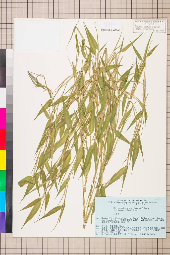 <Unit #113155 Tsugaru, S. | 津軽俊介 | 30476:: | Phyllostachys nigra (Lodd. ex Lindl.) Munro var. henonis (Mitford) Stapf ex Rendle>