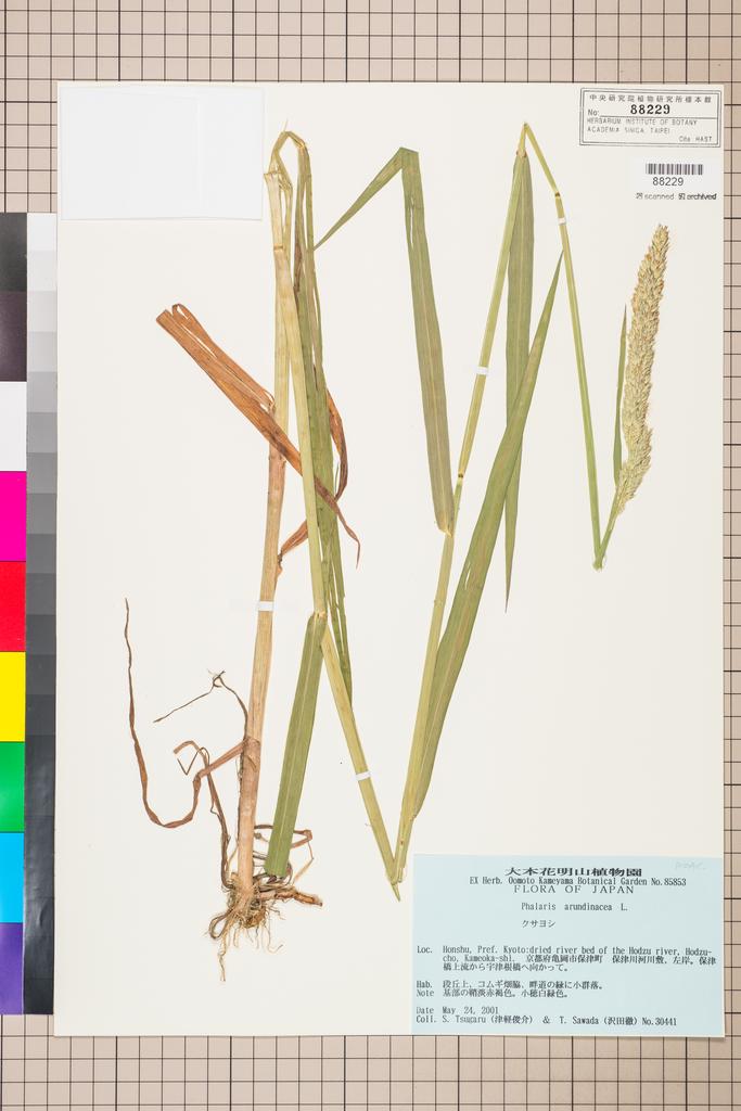 <Unit #112965 Tsugaru, S. | 津軽俊介 | 30441:: | Phalaris arundinacea L.>