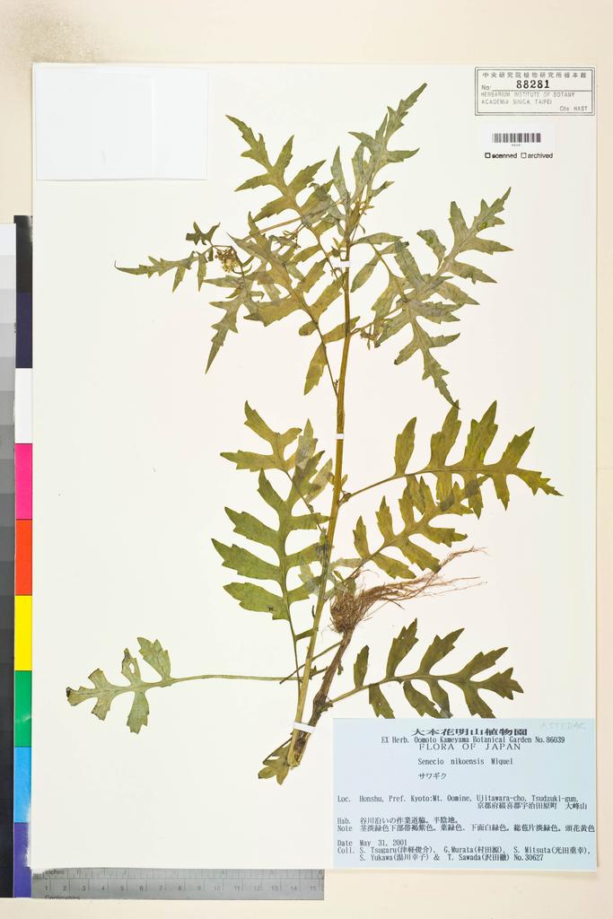 <Unit #115637 Tsugaru, S. | 津軽俊介 | 30627:: | Senecio nikoensis Miq.>