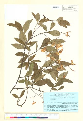 Trachelospermum asiaticum (Siebold & Zucc.) Nakai