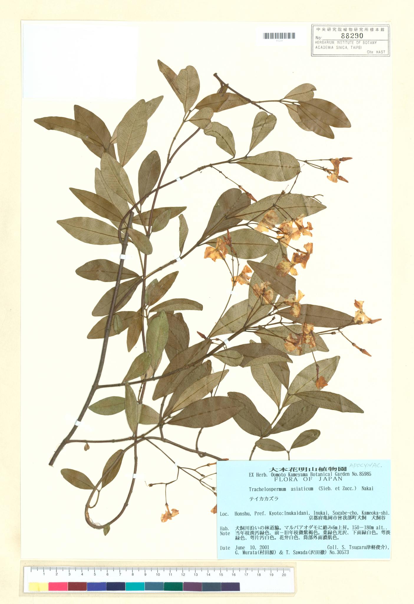 Specimen image