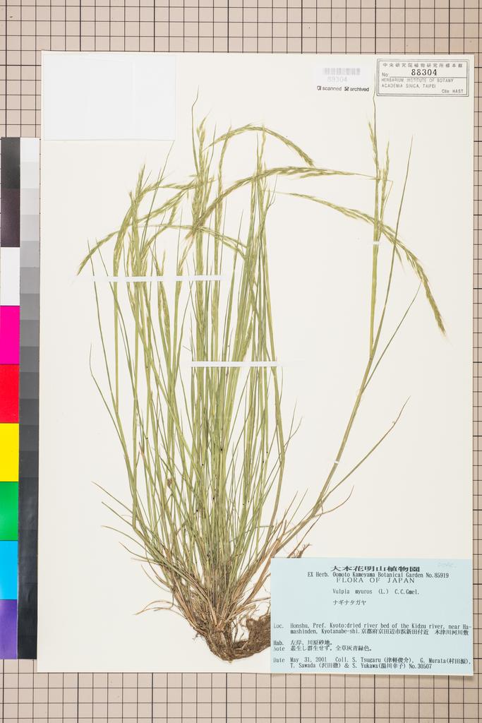 <Unit #116857 Tsugaru, S. | 津軽俊介 | 30507:: | Vulpia myuros (L.) C. C. Gmel.>