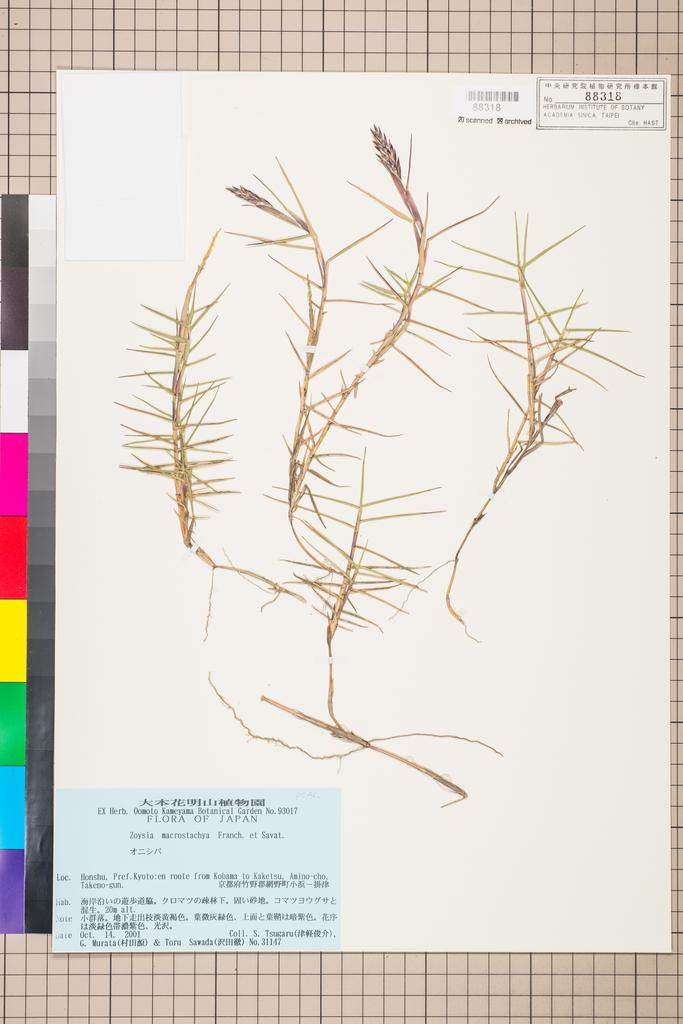 <Unit #116888 Tsugaru, S. | 津軽俊介 | 31147:: | Zoysia macrostachya Franch. & Sav.>