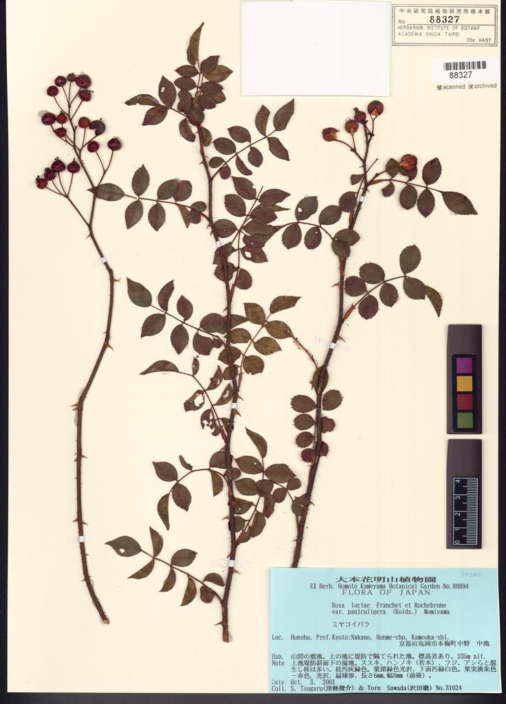 <Unit #109449  | 21024:: | Rosa luciae Fr. & Rochebr. ex Crepin  var. paniculigera Momiyama>