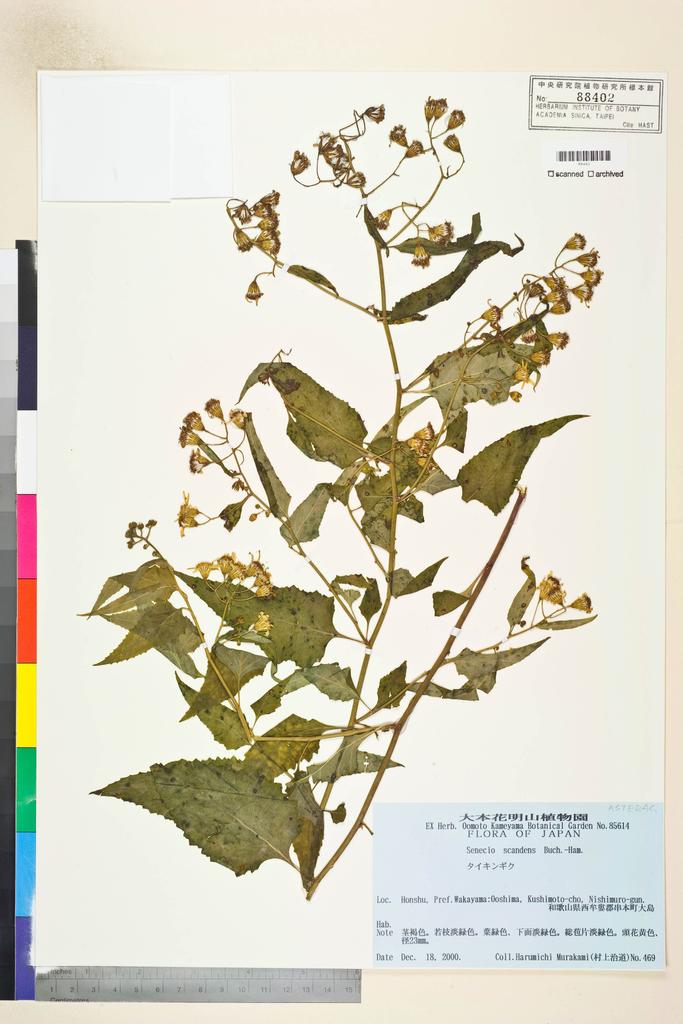 <Unit #115684  | 469:: | Senecio scandens Buch.-Ham. ex D. Don>