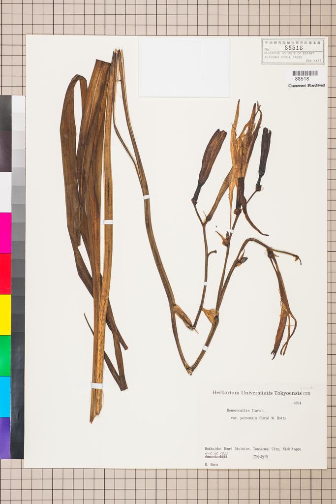 <Unit #108016  | 4964:: | Hemerocallis flava (L.) L. var. yezoensis (Hara) M. Hotta>