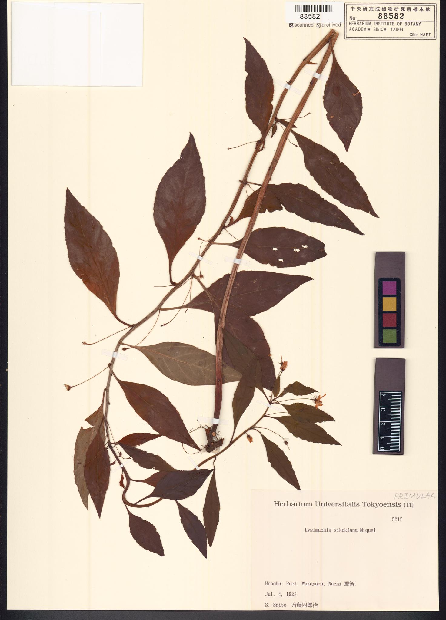 Sample image for viewer