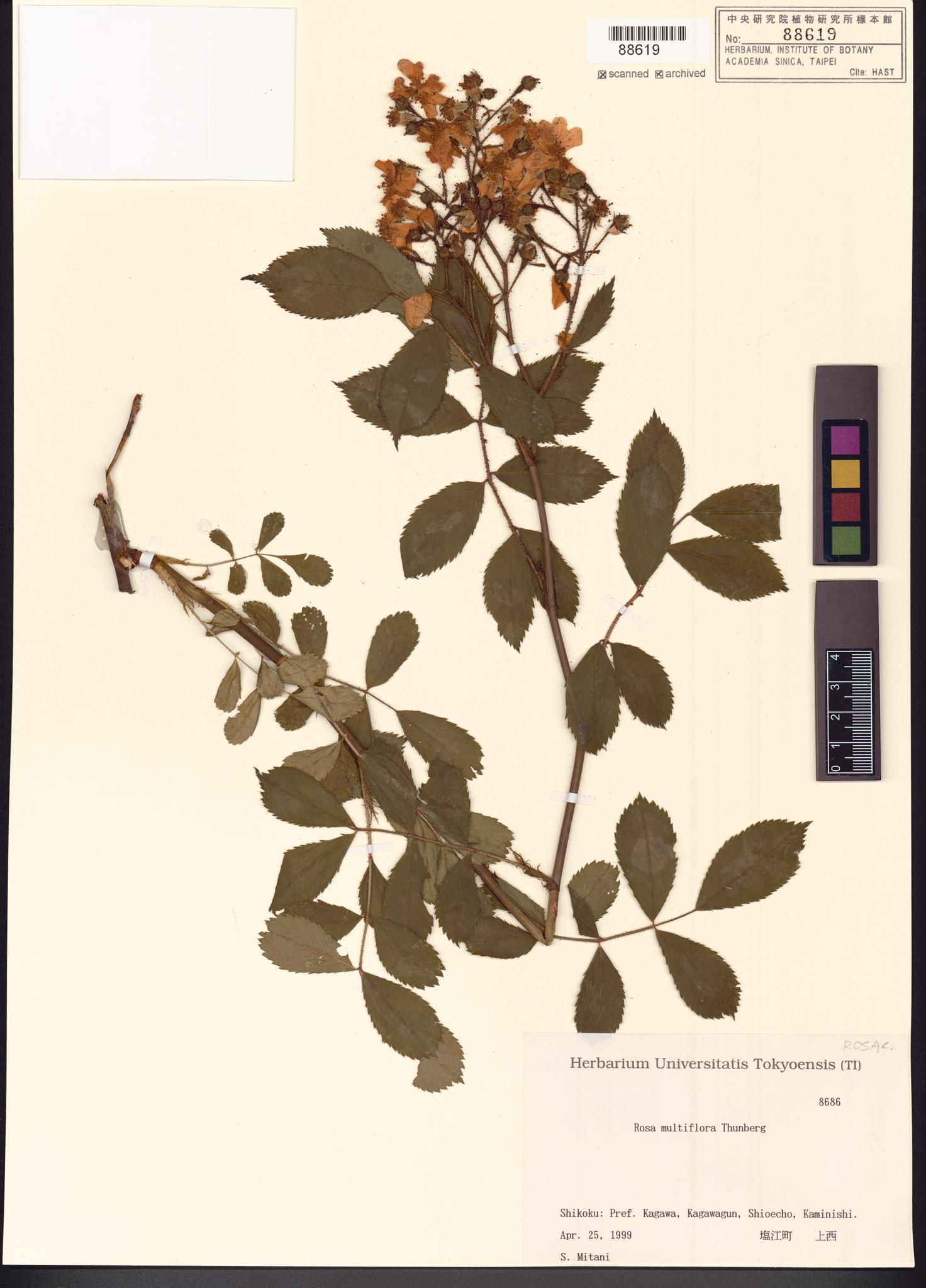 Sample image for viewer