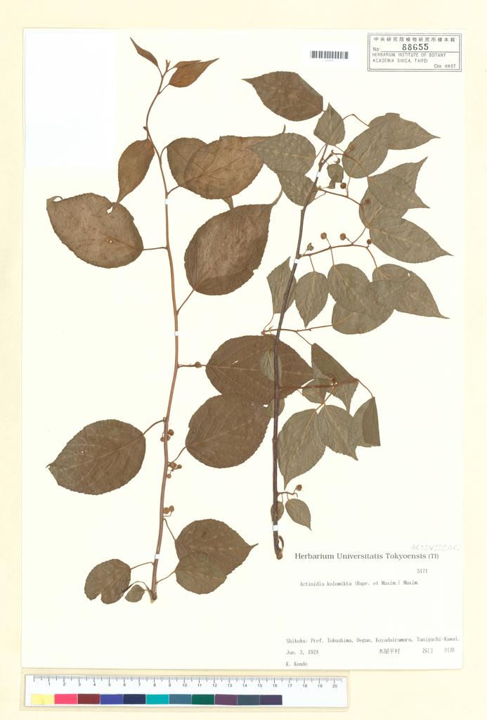 <Unit #97832  | 5171:: | Actinidia fulvicoma Hance>