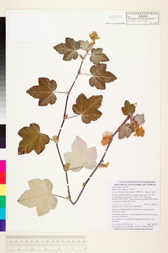 Rubus rolfei Vidal