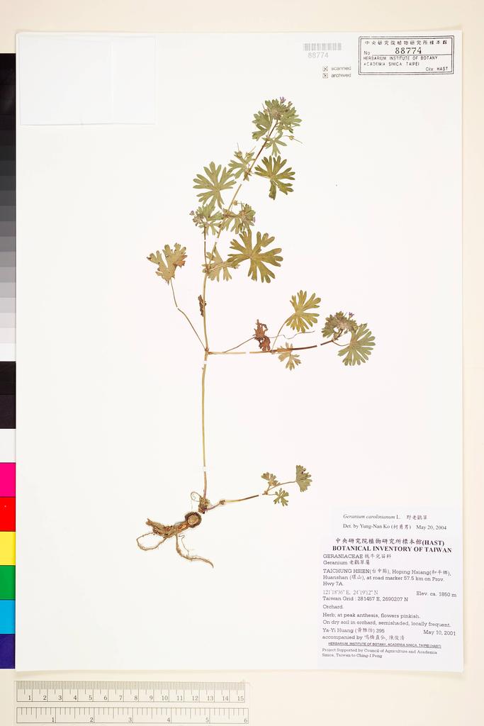 <Unit #36932 Huang, Ya-Yi | 黃雅怡 | 395:: | Geranium carolinianum L.>