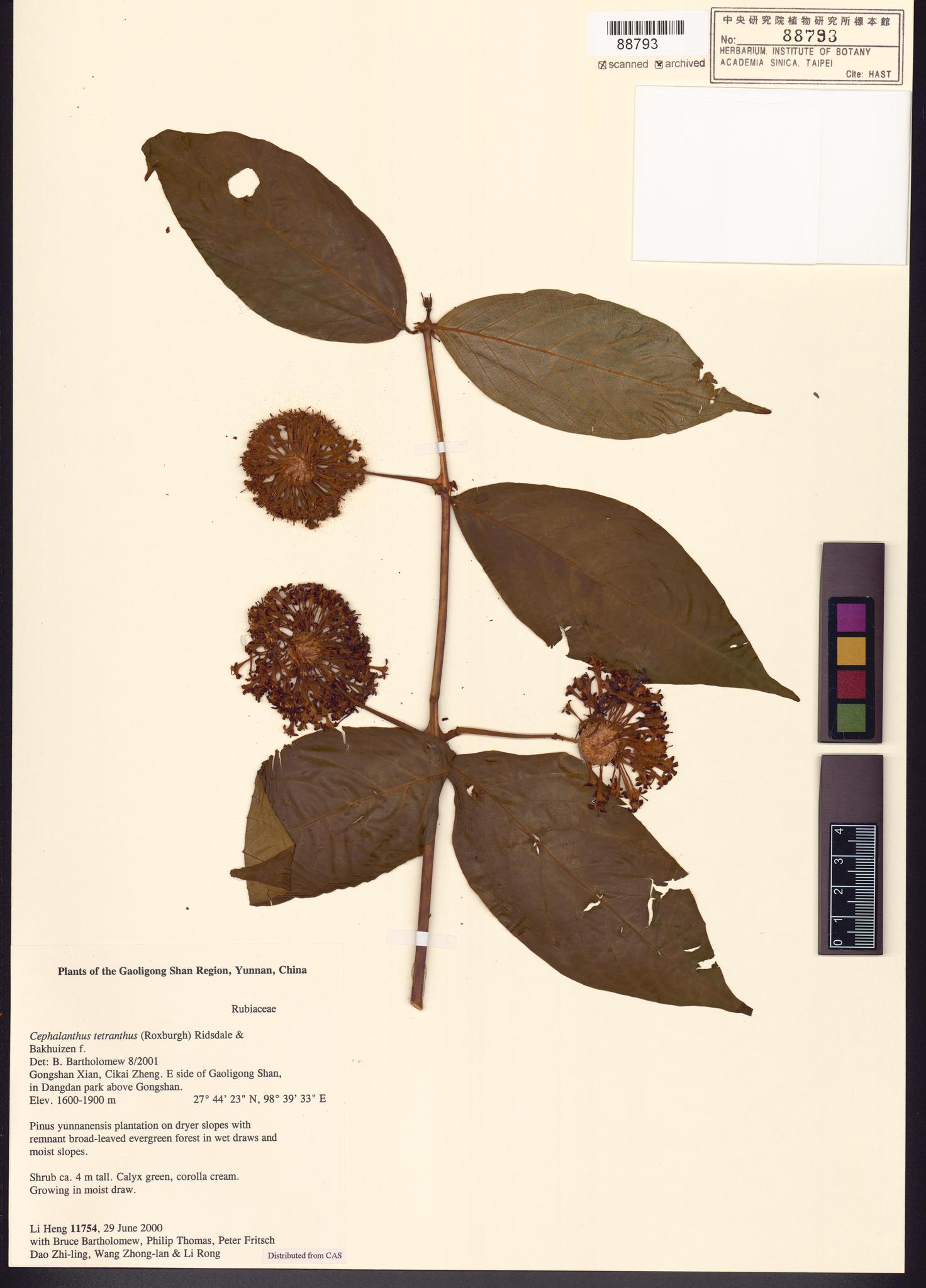 Sample image for viewer