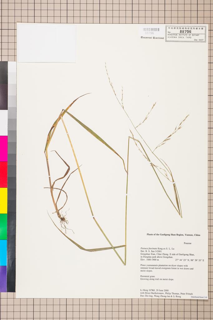 <Unit #110615 Li, Heng | 李恒 | 11763:: | Festuca>