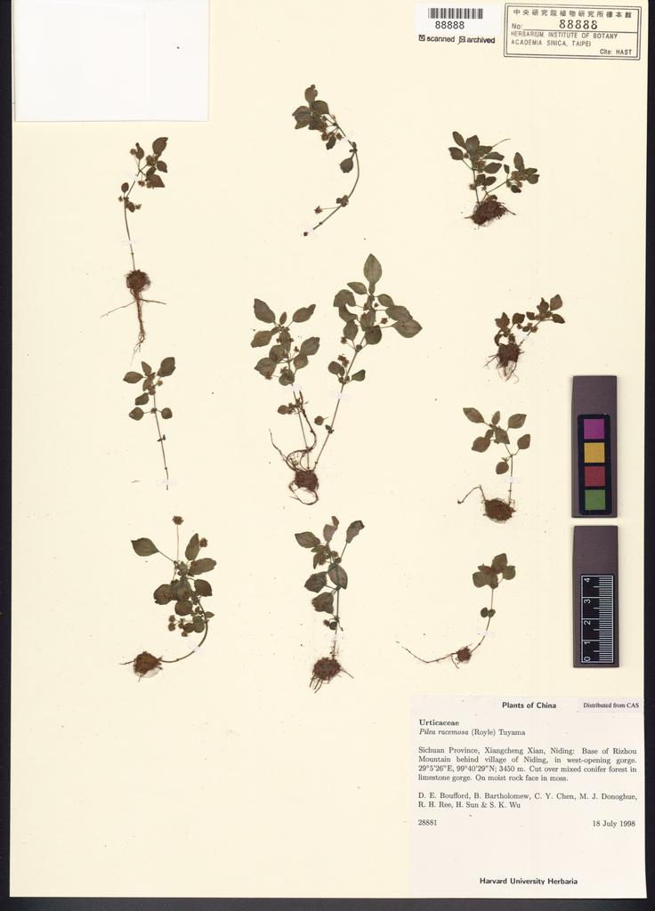 <Unit #100726 Boufford, D. E. |  | 28881:: | Pilea racemosa (Royle) Tuyama>