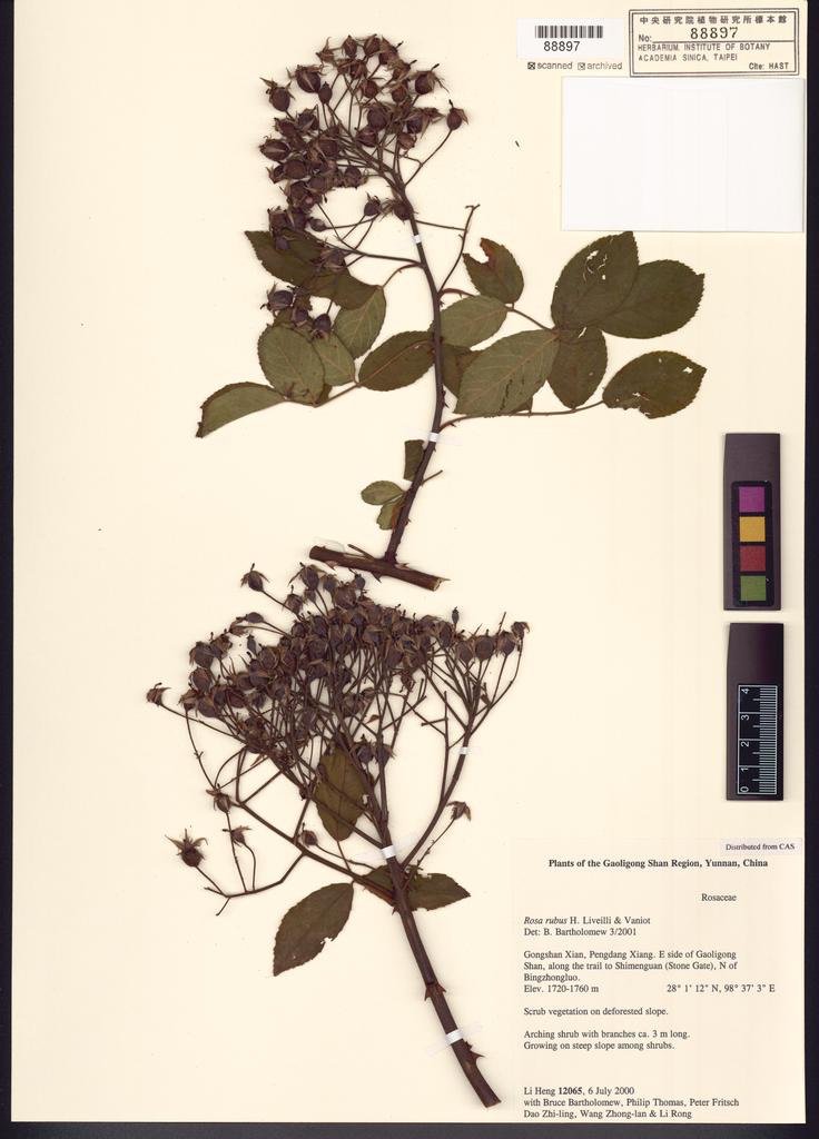<Unit #108813 Li, Heng | 李恒 | 12065:: | Rosa rubus H. Lév. & Vaniot>