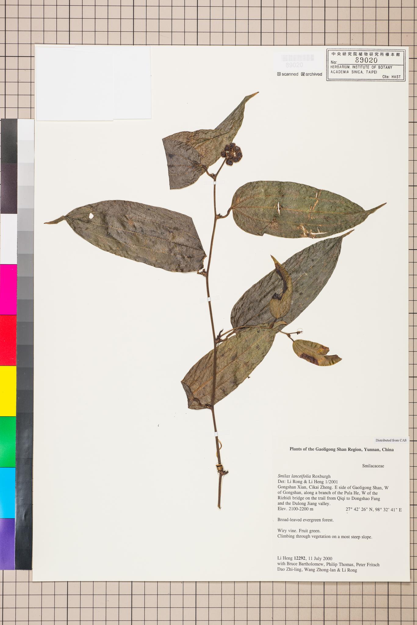 Sample image for viewer