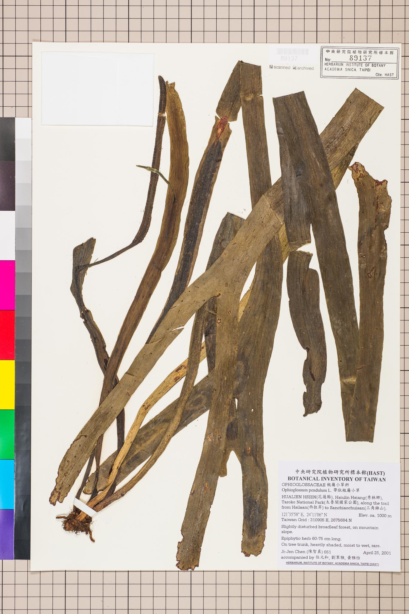 Sample image for viewer