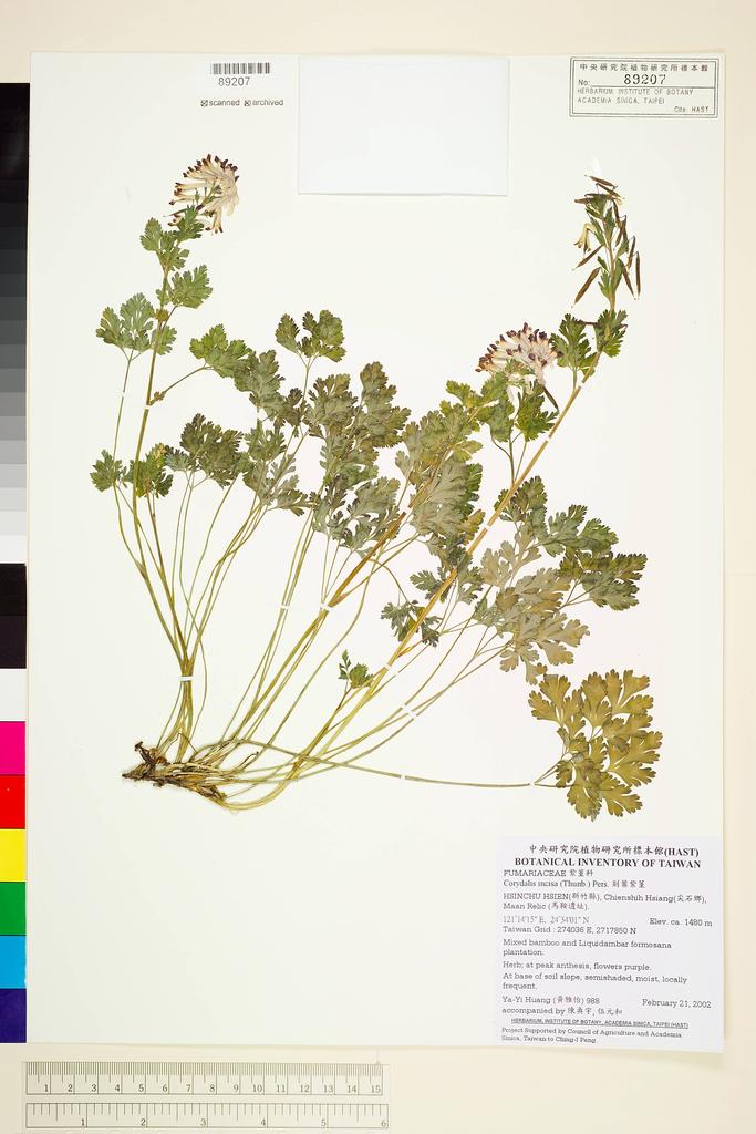 <Unit #37691 Huang, Ya-Yi | 黃雅怡 | 988:: | Corydalis incisa (Thunb.) Pers.>