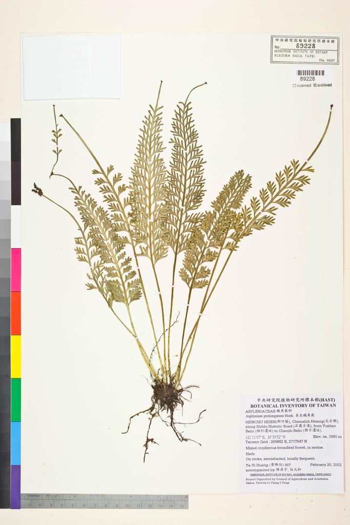 <Unit #2108 Huang, Ya-Yi | 黃雅怡 | 967:: | Asplenium prolongatum Hook.>