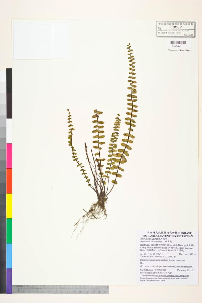 <Unit #36597 Huang, Ya-Yi | 黃雅怡 | 963:: | Asplenium trichomanes L.>