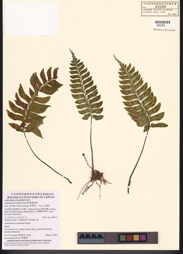<Unit #35922 Huang, Ya-Yi | 黃雅怡 | 1074:: | Asplenium excisum Presl>