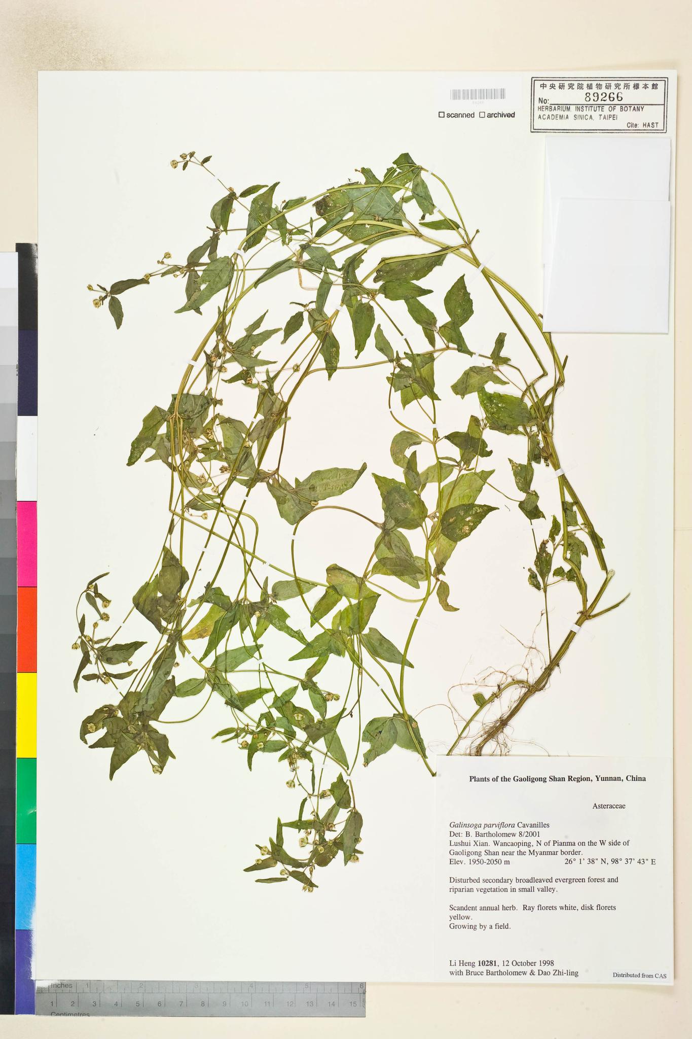 Sample image for viewer