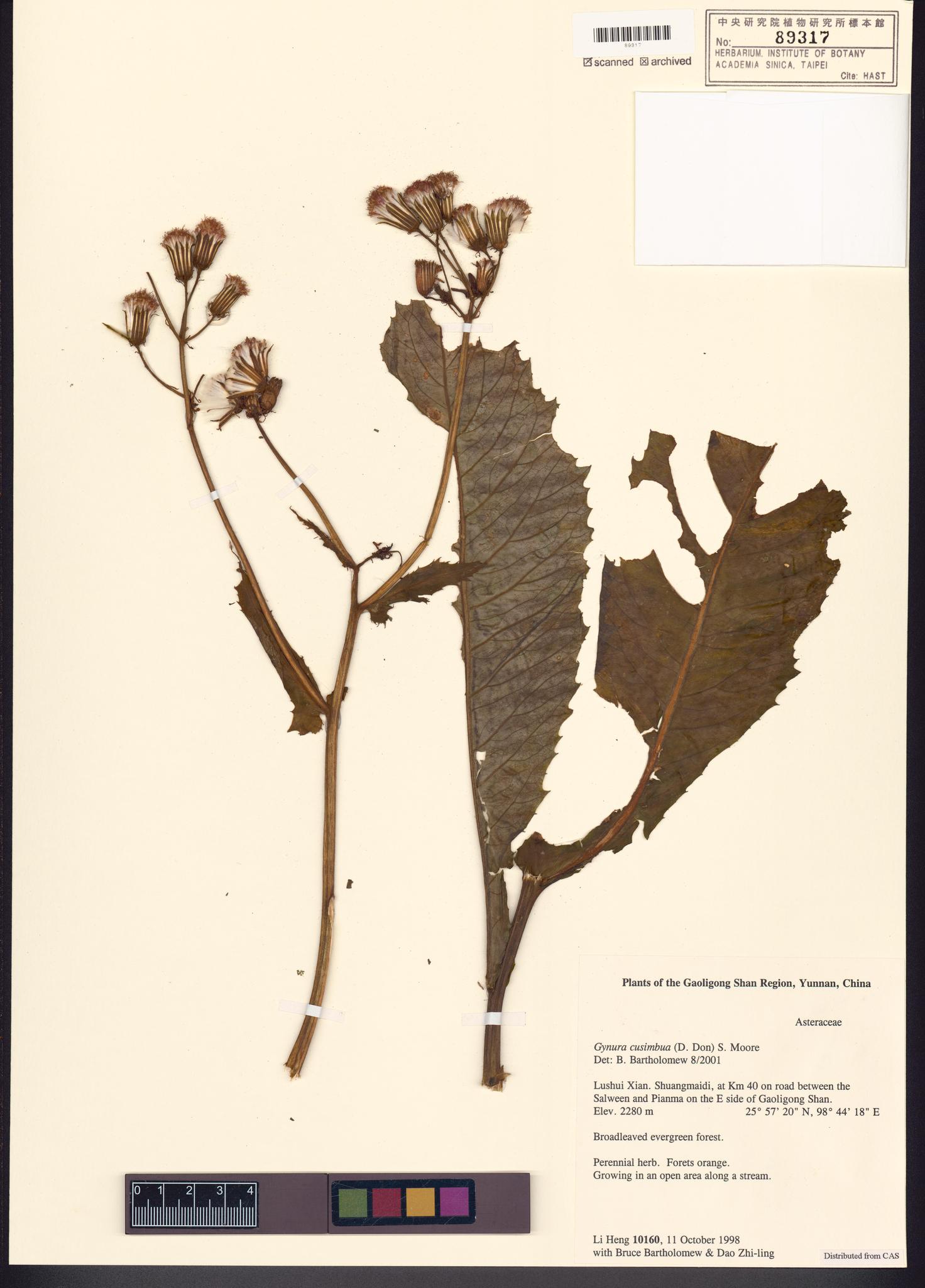 Sample image for viewer