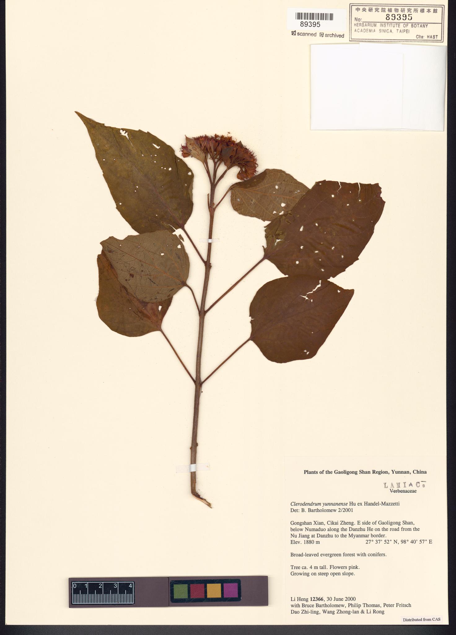 Sample image for viewer