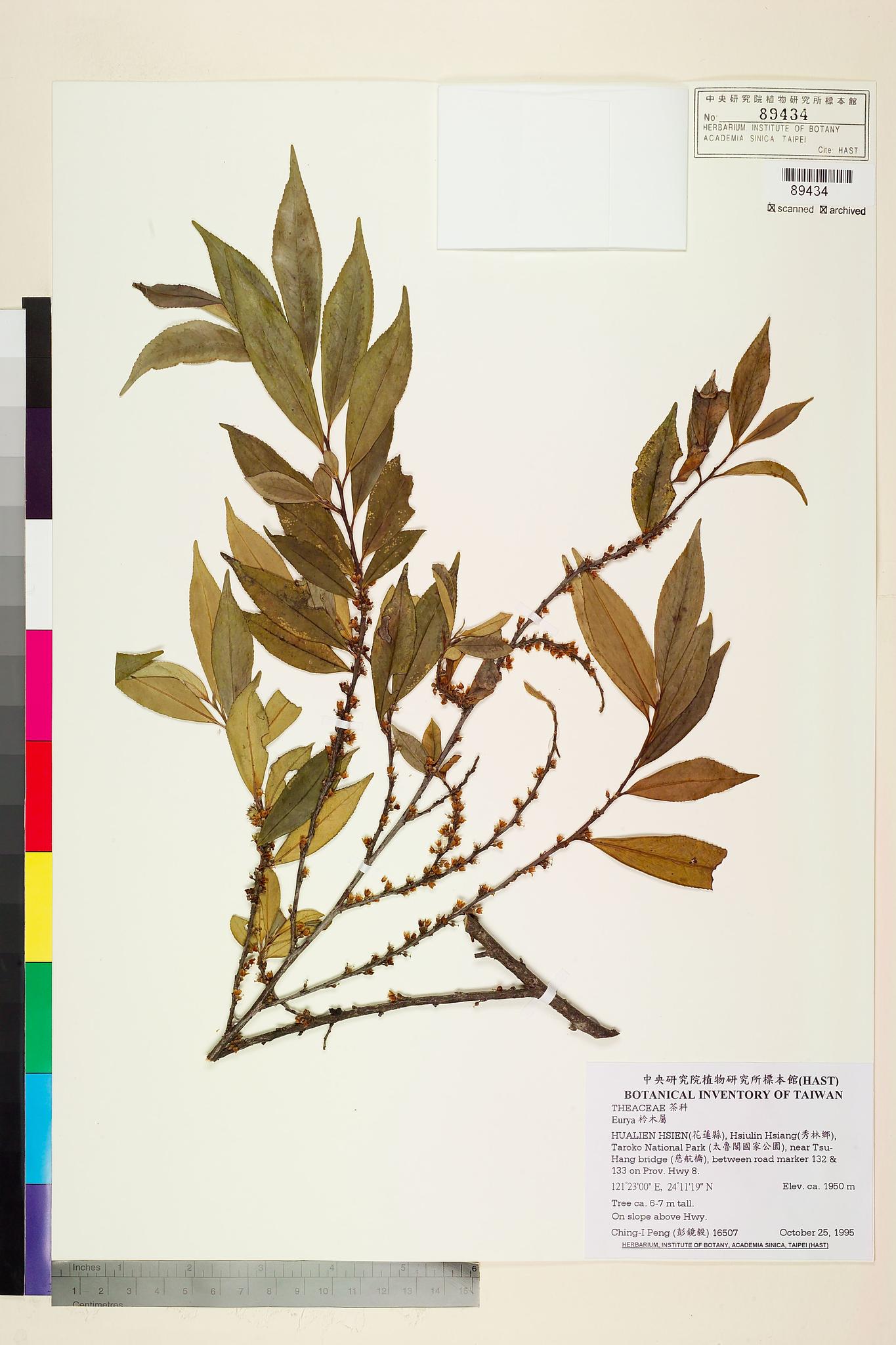 Sample image for viewer