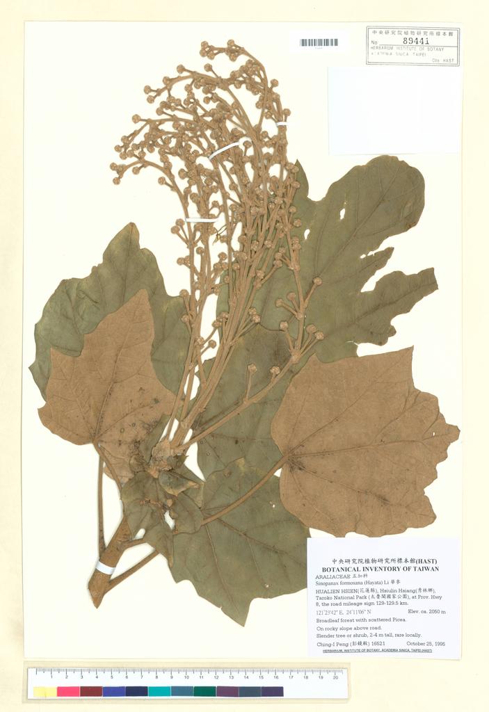 <Unit #37440 Peng, Ching-I | 彭鏡毅 | 16521:: | Sinopanax formosana (Hayata) Li>
