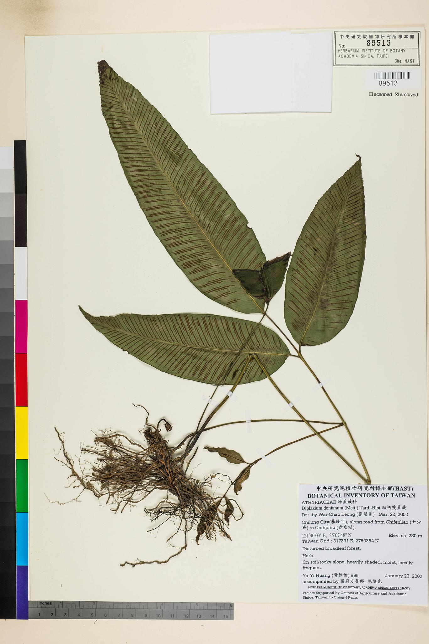 Sample image for viewer