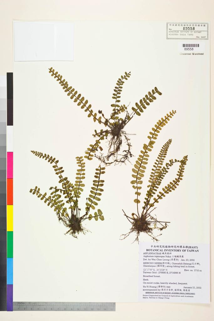 <Unit #638 Huang, Ya-Yi | 黃雅怡 | 849:: | Asplenium tripteropus Nakai>