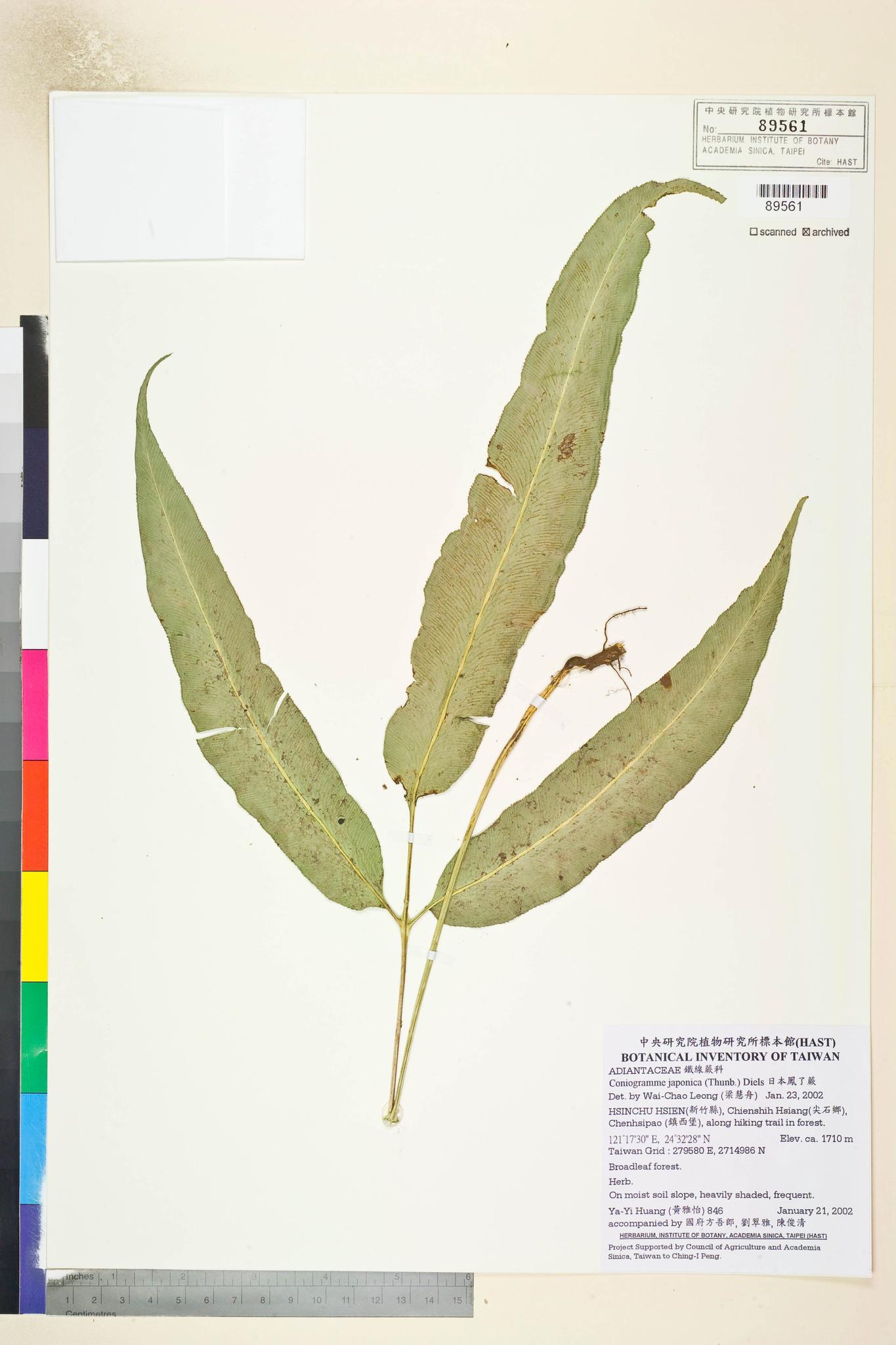 Sample image for viewer