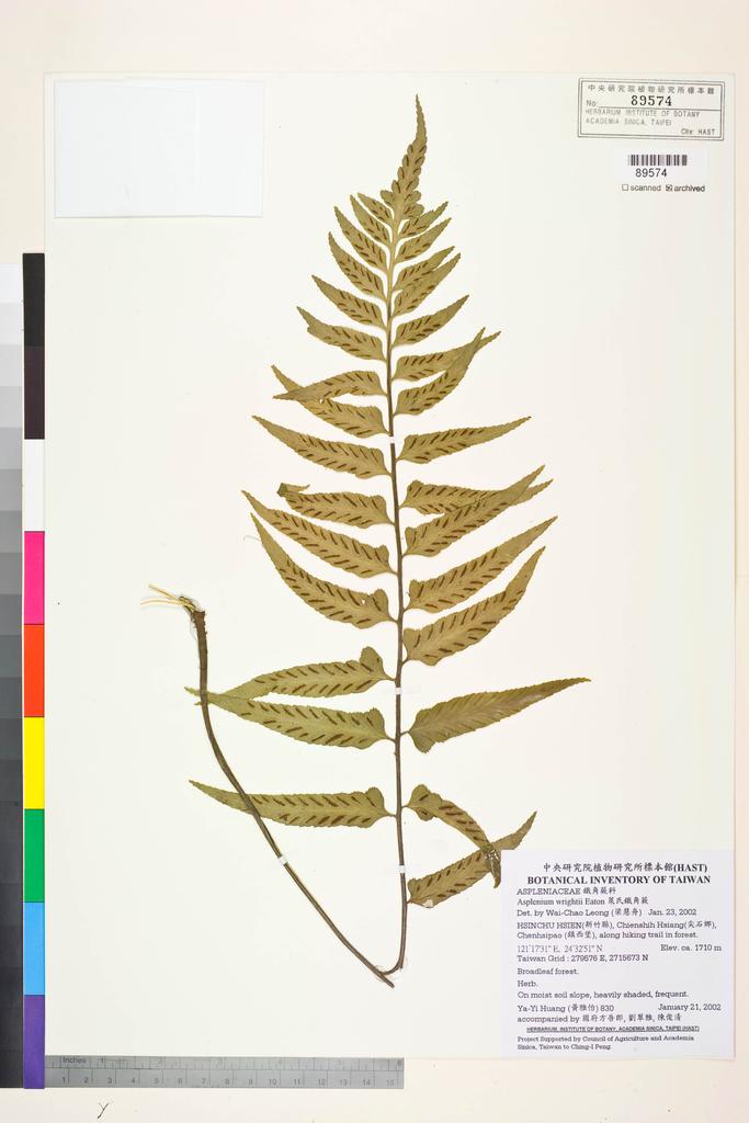<Unit #39462 Huang, Ya-Yi | 黃雅怡 | 830:: | Asplenium wrightii Eaton ex Hook.>