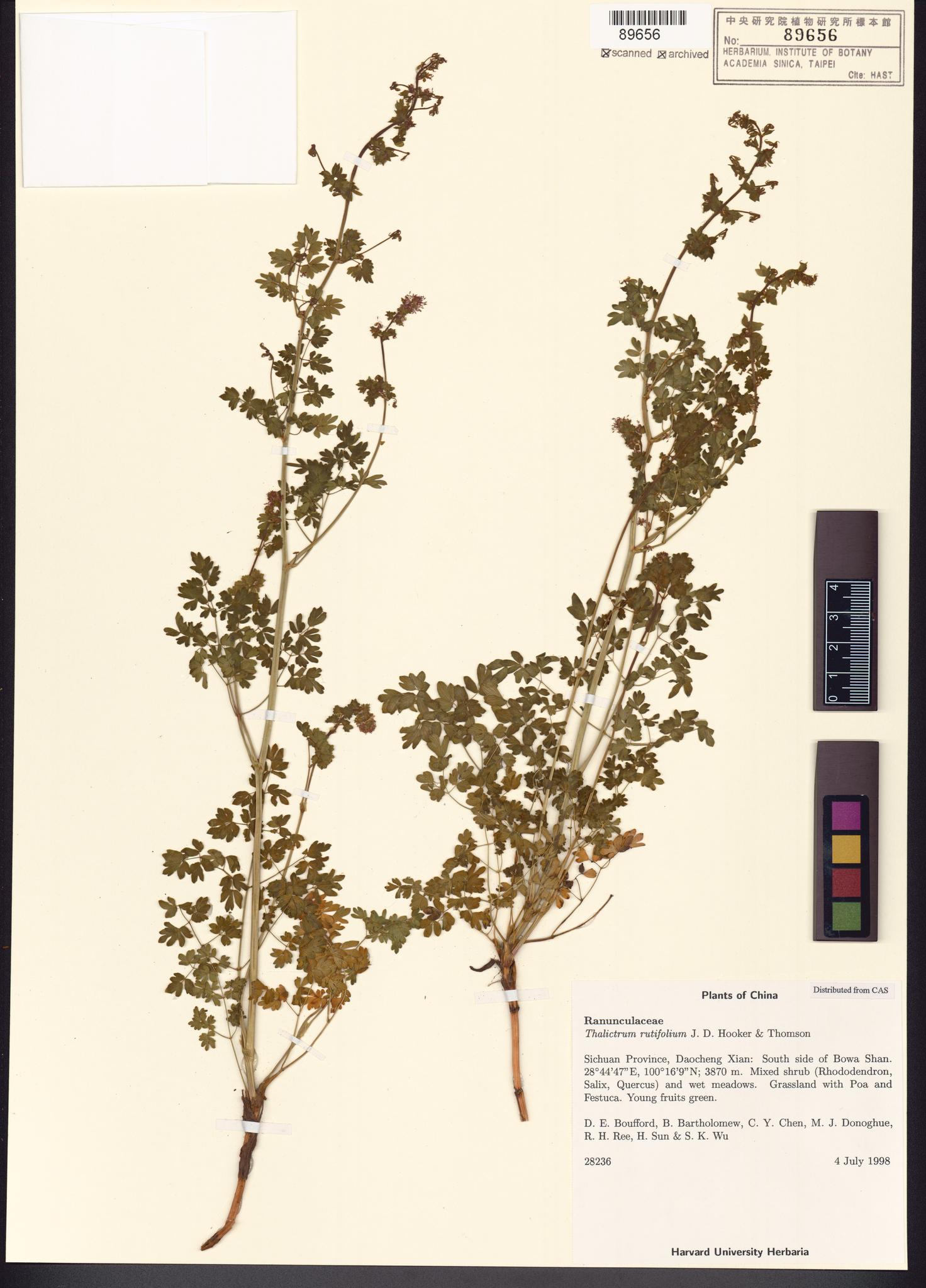 Sample image for viewer