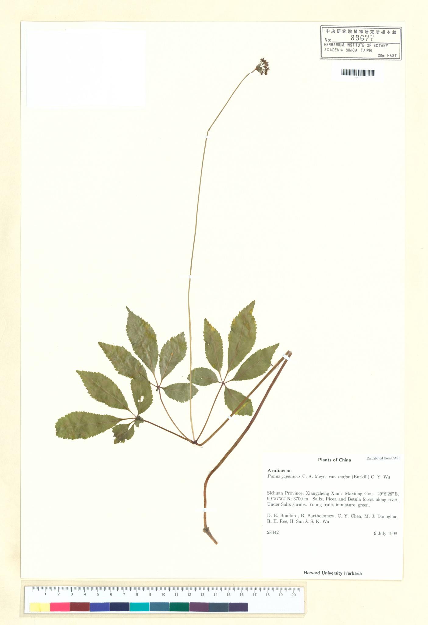 Sample image for viewer